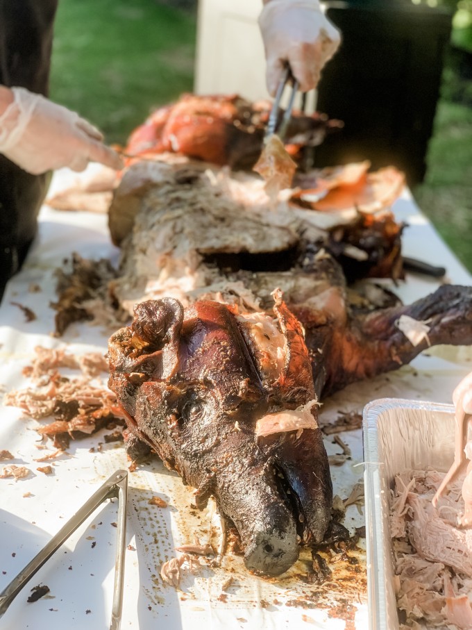 Whole pig roast being shredded